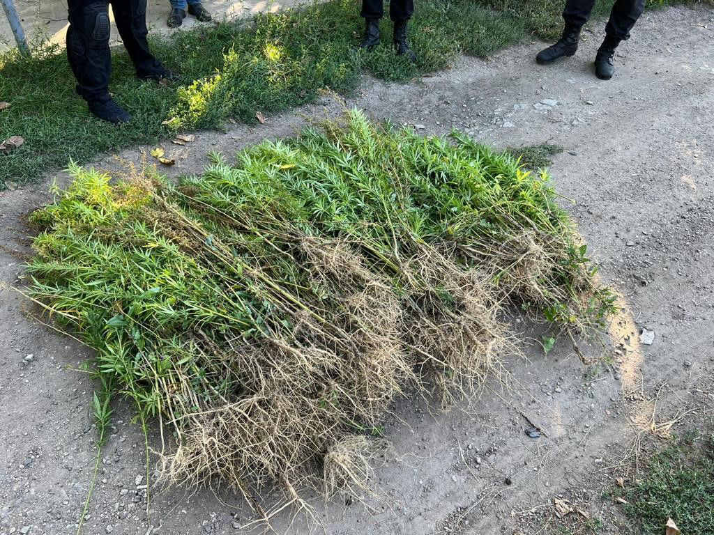 В Бельцах изъяли наркотики на 3 млн леев: задержаны трое подозреваемых.