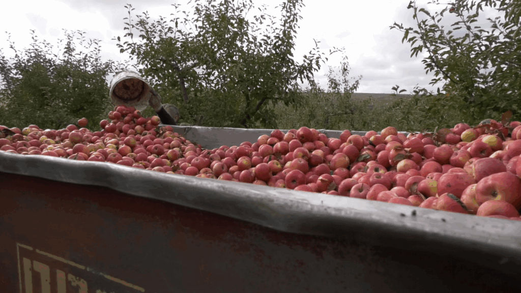 Un fermier își va da aproape întreaga recoltă de mere pentru suc la un preț mizerabil.