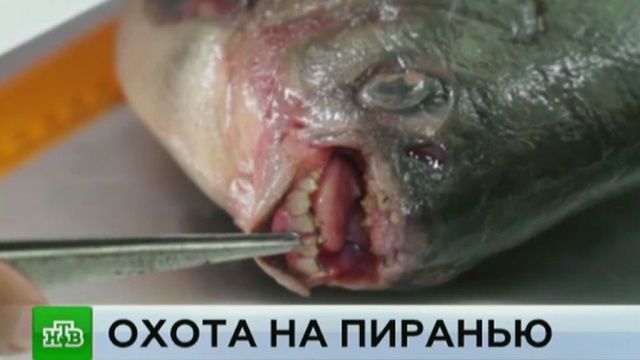 Барнаульский рыбак Вадим Сухоруков выловил в местном озере несколько пираний. Эксперты