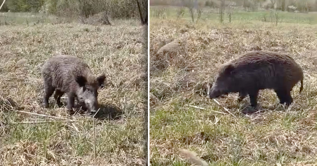 Un nou focar de pestă porcină, confirmat în Moldova.