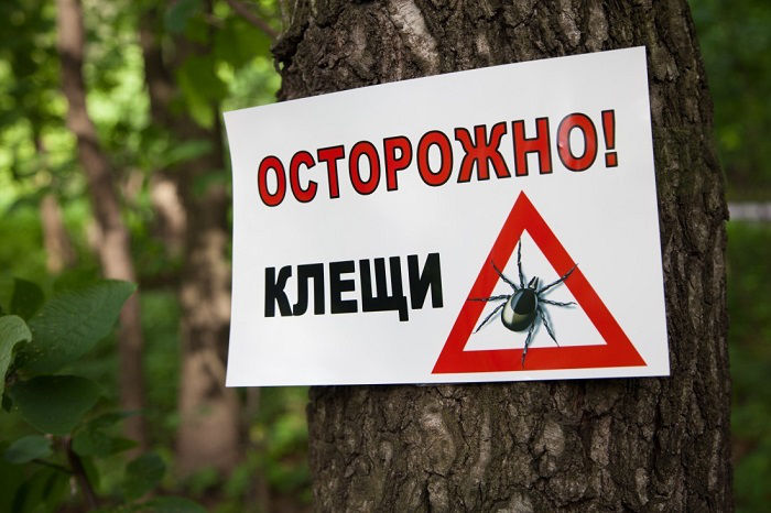 НАОЗ предупреждает граждан об опасности укусов клещей.