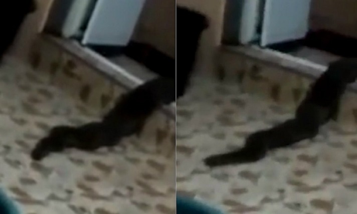 Un monstru a intrat în casa unei familii prin toaletă. 
