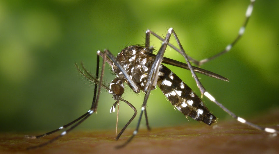 Febra tropicală chikungunya ar putea ajunge în Europa din cauza schimbărilor climatice.