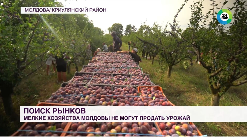 Фермеры Молдовы начали искать новые рынки сбыта