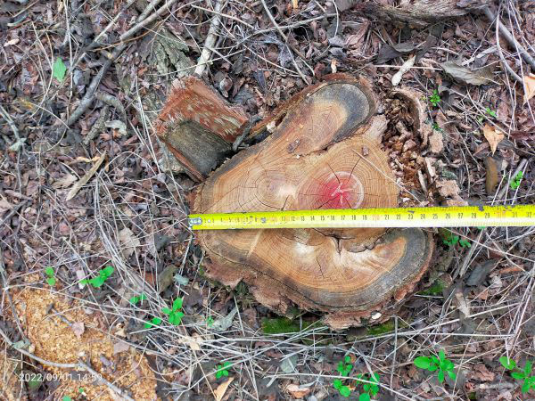 За вырубку 150 деревьев выплатят около 4000 леев.