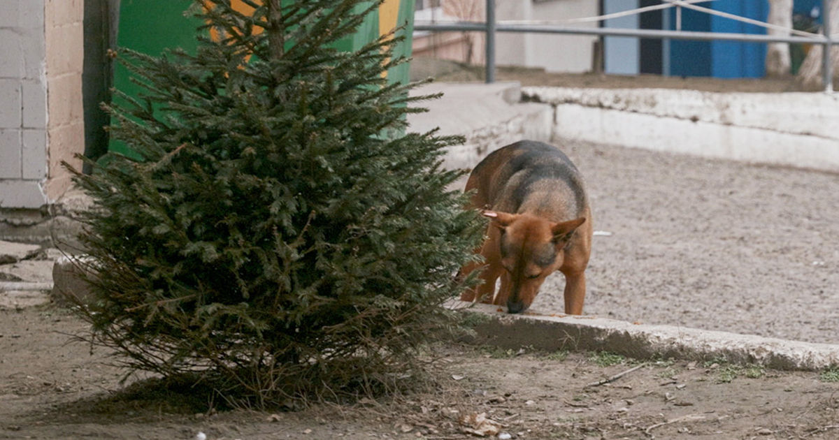 Autoritățile din Chișinău pregătesc reguli mai stricte pentru posesorii de animale.