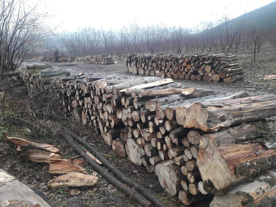 На охраняемой территории заповедника Plaiul Fagului вырубили деревья.
