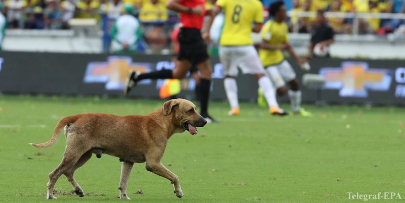 Câinele a evadat pe teren în a doua repriză a meciului, iar brazilienii au reuşit să deschidă scorul.