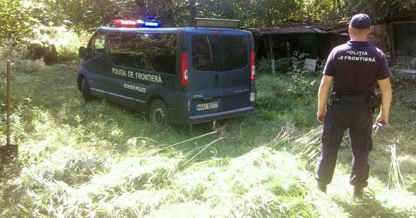 Полицейские обнаружили в Липканах плантацию каннабиса.