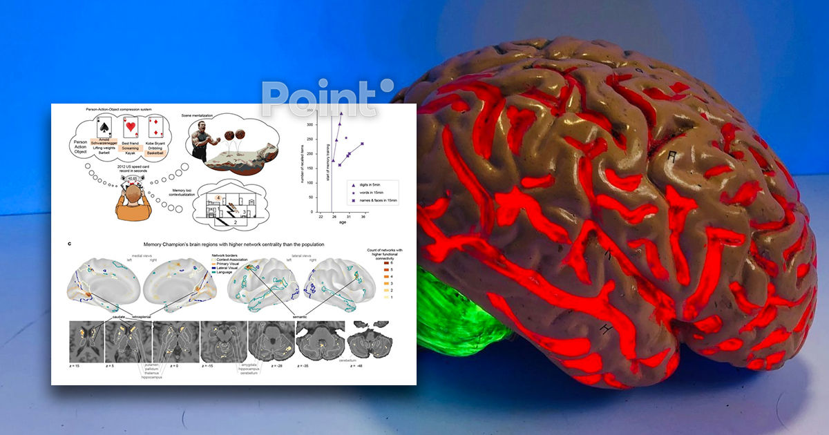 МРТ показала, как работает мозг чемпиона США по запоминанию.
