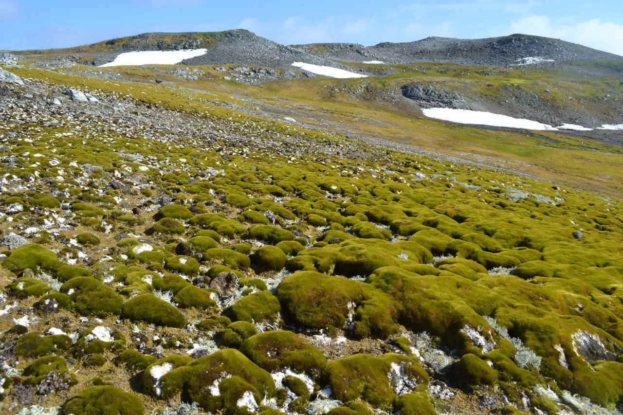 Înverzirea Antarcticii s-a accelerat cu 30% în ultimii ani.