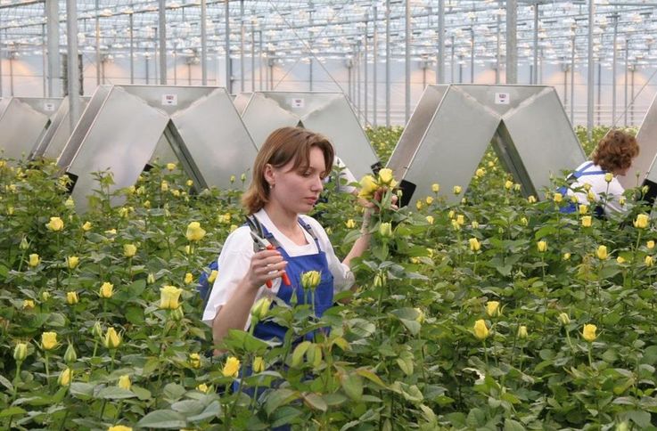 Pierderi pentru florarii din R. Moldova: Trandafirii putrezesc în câmp