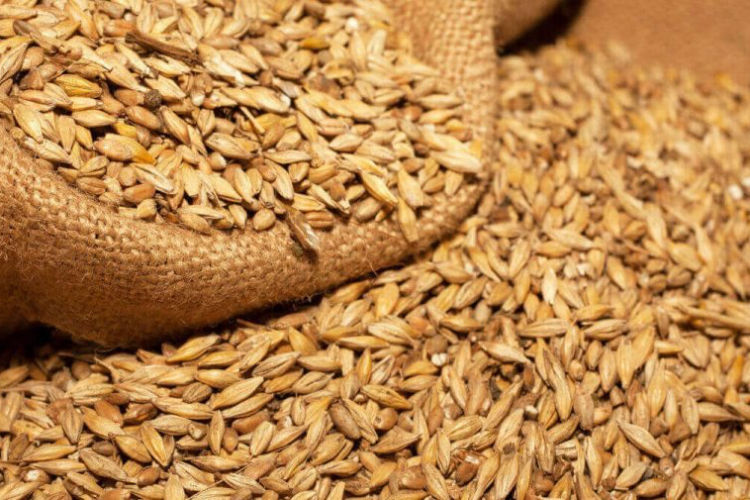 Agrocereale: Экспорт зерна упал на 60% после начала кризиса в Украине