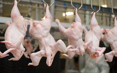 Продукция поступила с предприятия "Ken Read &amp; Son Ltd". Фото: bdlive.co.za.