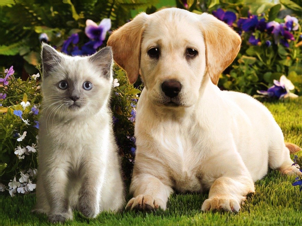 Codul contravenţional pedepseşte cruzimea faţă de animale cu amendă de până la 400 de lei.
