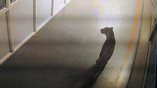 Un leopard a închis cea mai mare fabrică de mașini din India.