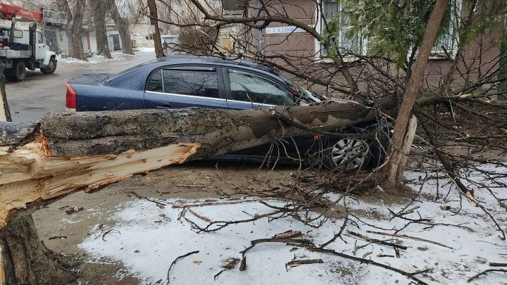 В Кишиневе упавшие из-за ветра деревья повредили автотранспорт.