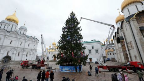 Rușii au ales Pomul de Crăciun care va fi instalat la Kremlin. Foto: vesti.ru