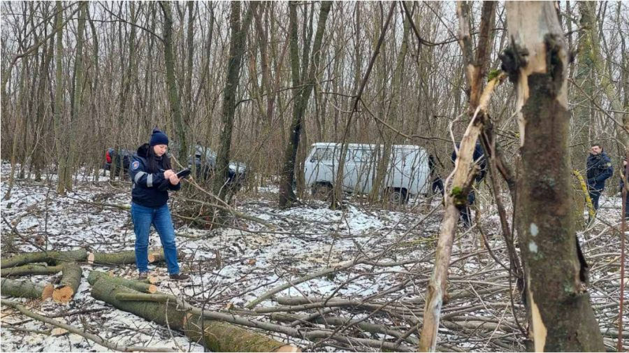 На приграничной территории незаконно срубили 44 дерева.