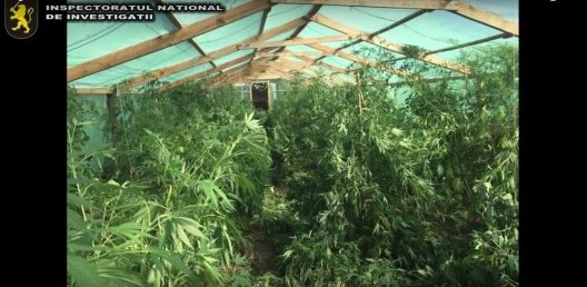 Două persoane din Cahul, cercetate pentru creșterea și comercializarea substanțelor narcotice. Foto: igp.gov.md