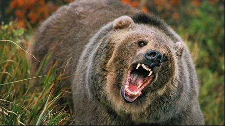 O femeie din Rusia  fost atacată, rănită grav și îngropată de vie de un urs. Foto: abcnews.com