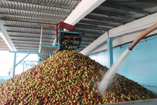 Producția de mere în acest sezon va fi cea mai mică din ultimii cinci ani. Foto: ziarulnational.md