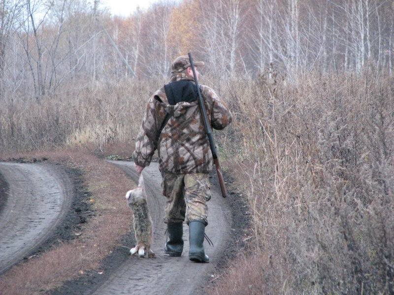 После двухлетнего запрета охоты на этих животных, число зайцев выросло вдвое. 