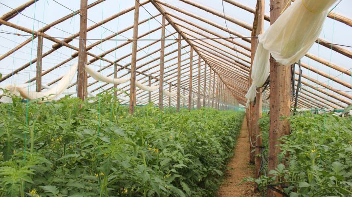 A început lucru în sere: Agricultorii din țară vor planta răsadul