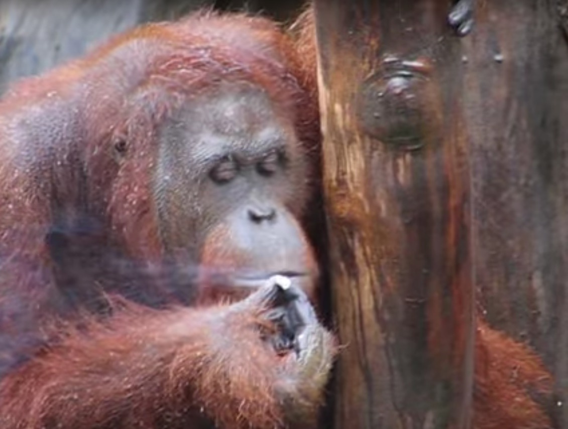 Un urangutan, filmat în timp ce fuma într-o grădină zoologică. Foto: Captură video