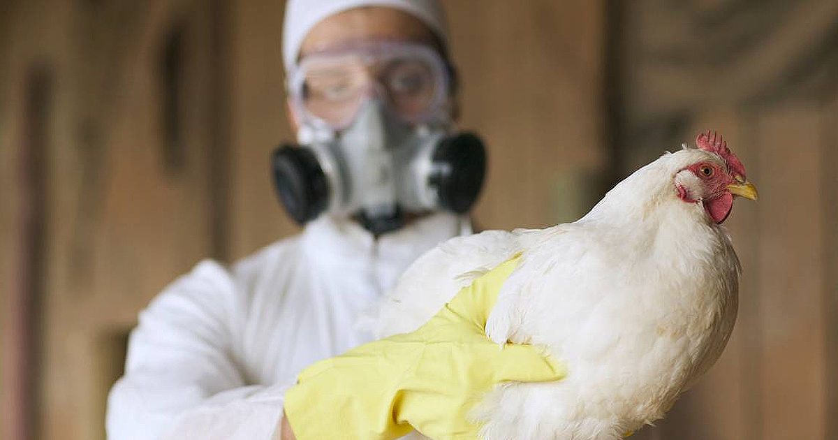 Focar de gripă aviară: 3.000 de păsări, sacrificate. Fermierii așteaptă despăgubiri.
