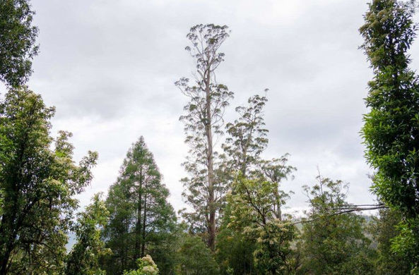 Центурион растет в заповеднике Тасмании Tahune Forest Reserve.