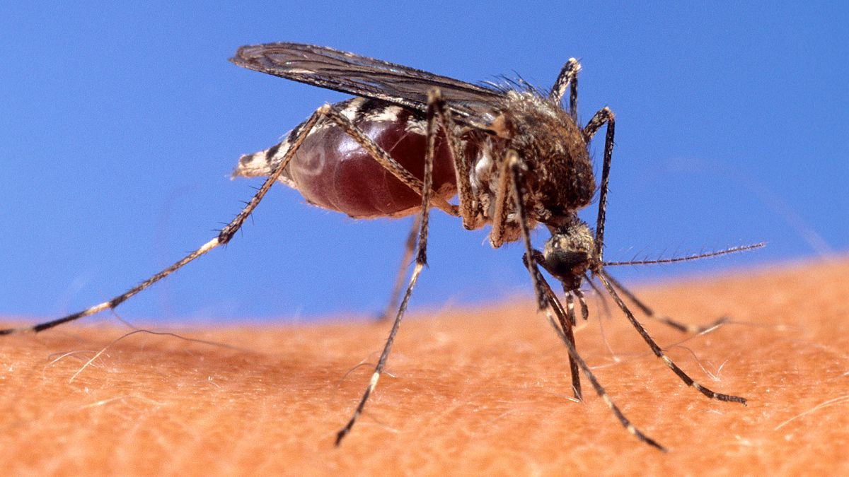 32 de cazuri de infecție cu virusul West Nile, înregistrate în Italia.