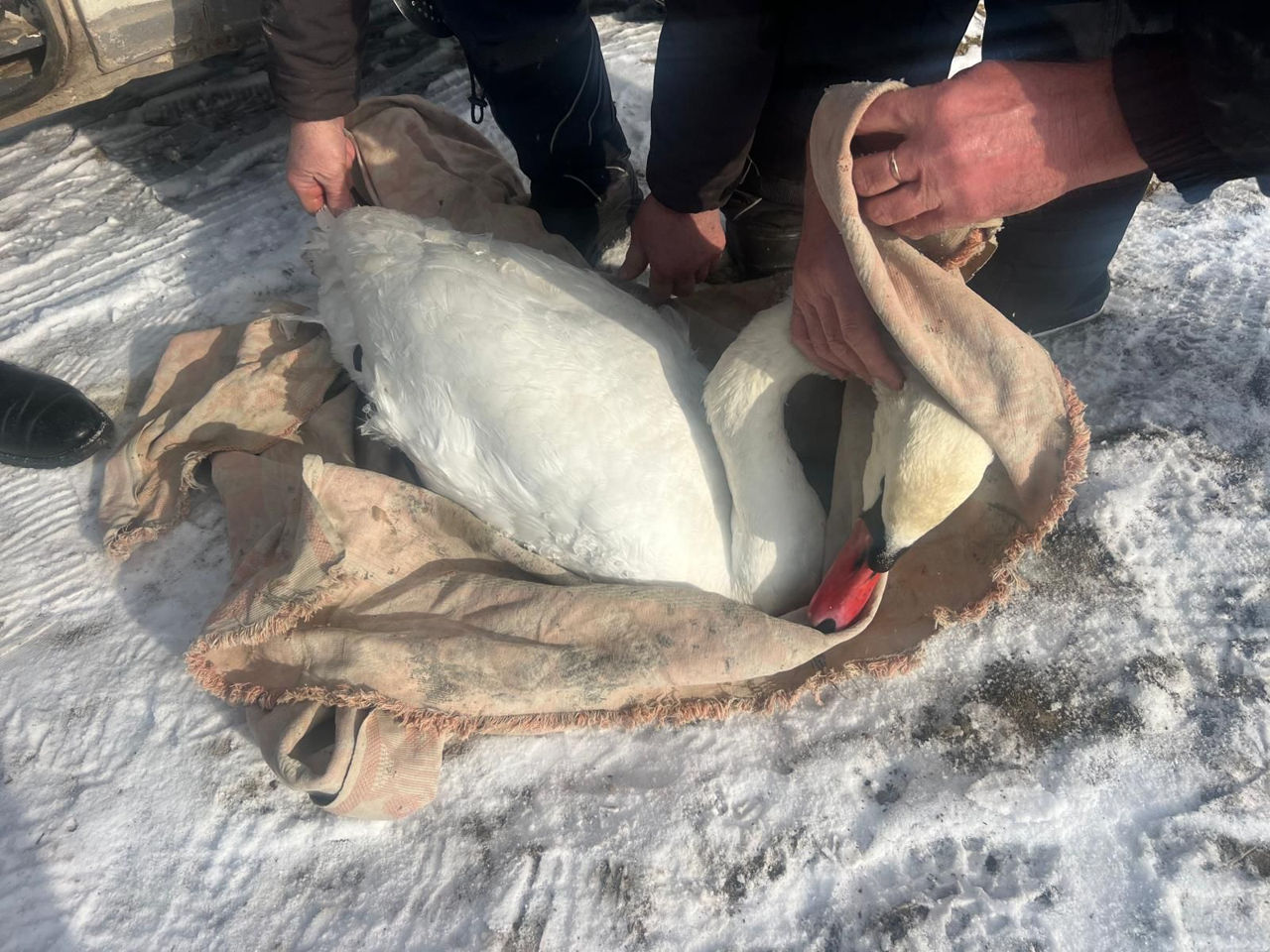 Polițiștii de Frontieră au salvat o lebădă pe malul râului Nistru.