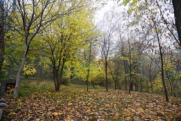 80.000 ha de terenuri din fondul forestier necesită ameliorare
