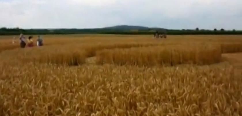 Multe produse agricole devin tot mai toxice pentru animale şi pentru oameni, din cauza condiţiilor meteo extreme. Foto: descopera.ro