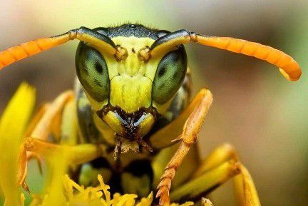 Австралийские ученые записали на камеры полет осы Cerceris australis.