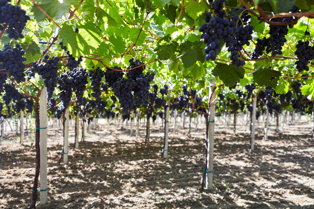 Виноград, выращенный по передовым технологиям, подорожает на 30-40%
