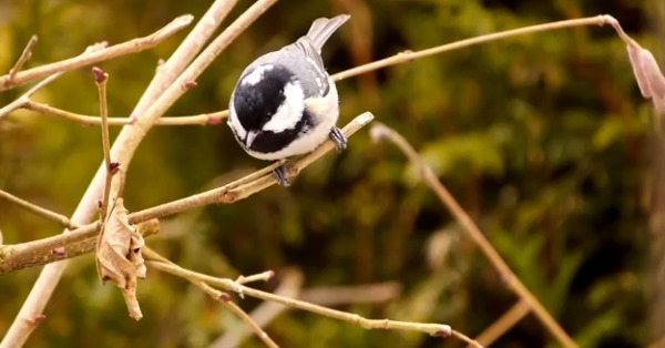 Vremea neobişnuit de caldă pentru această perioadă a anului a dat natura peste cap. Foto: destepti.ro