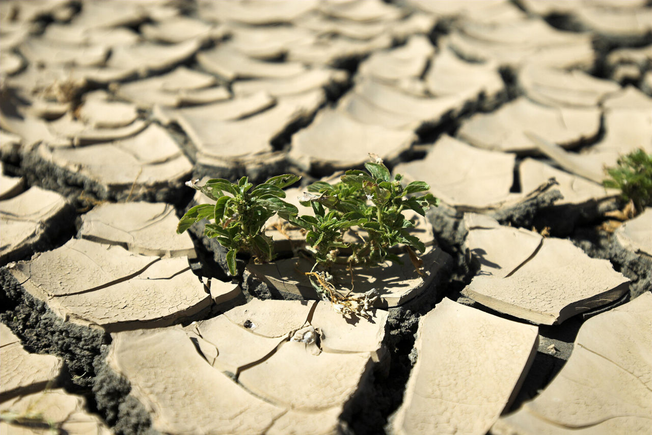 Oamenii de știință au descoperit cum încălzirea globală a provocat o extincție în masă acum 252 de milioane de ani.