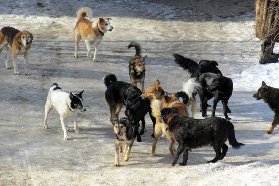 Tot mai mulți oameni cer ajutor medical după ce au fost mușcați de animale.