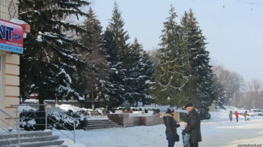 Iar cel tăiat a fost retezat de crengi, care s-au vândut la 10 lei bucata, 