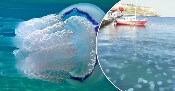 Море в Одессе оккупировали медузы.