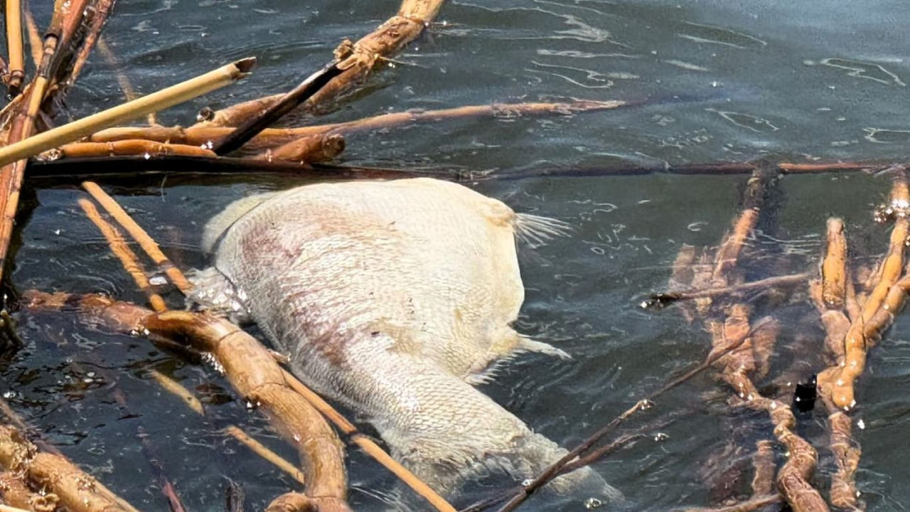 У границ Молдовы гибнет рыба: на Кучурганском водохранилище зафиксирован мор толстолоба.