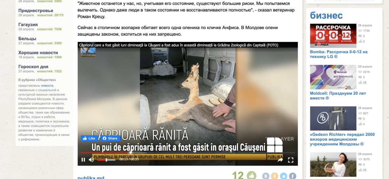 Ветеринары оказали животному помощь.