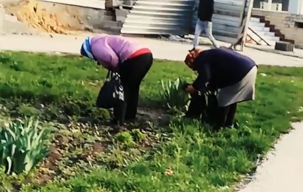 В Бельцах две женщины «обчистили» цветочную клумбу.