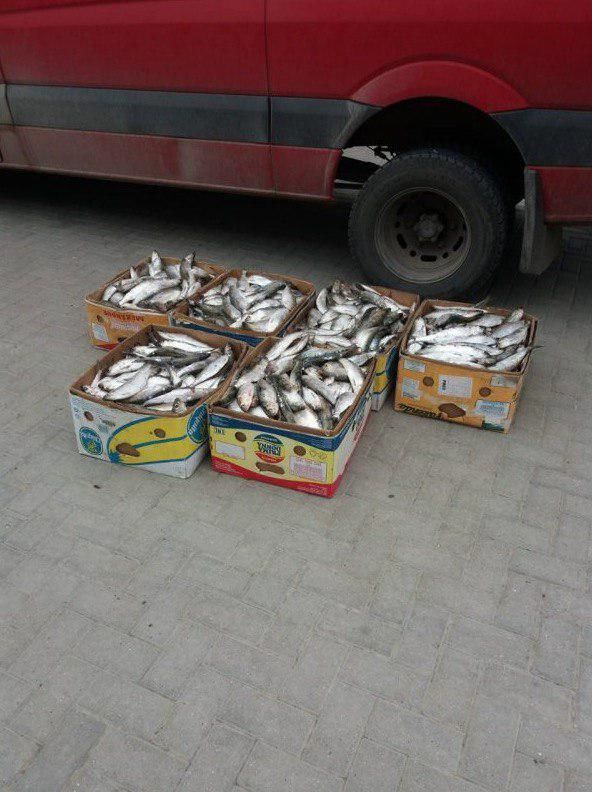 Пограничники задержали крупную партию рыбы без документов.
