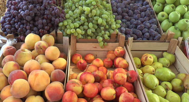 Producători de fructe din Ceadâr-Lunga au fondat o cooperativă pentru a vinde mai ușor fructele