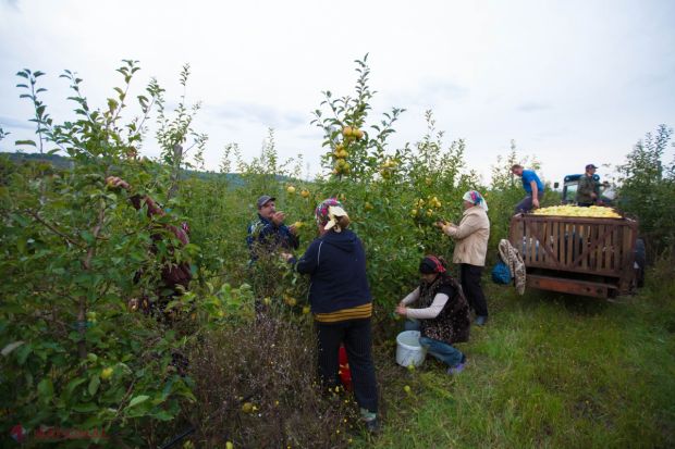 Producătorii moldoveni vor putea exporta uşor fructe în Canada. Foto: ziarulnationa.md