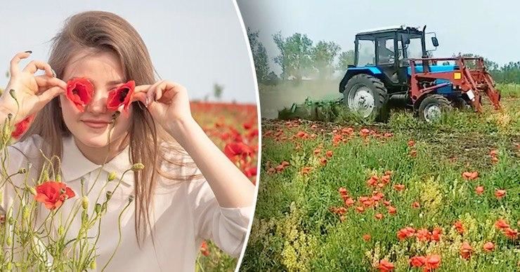 По одной из версий, поле перепахали, чтобы не допустить распространение сорняка. 