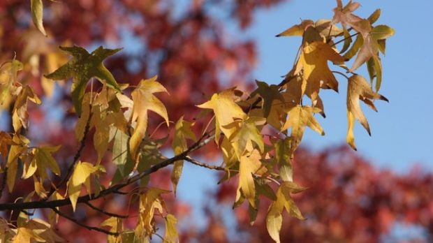 Meteorologii anunţă temperaturi în scădere şi ploi. Foto: romaniatv.net